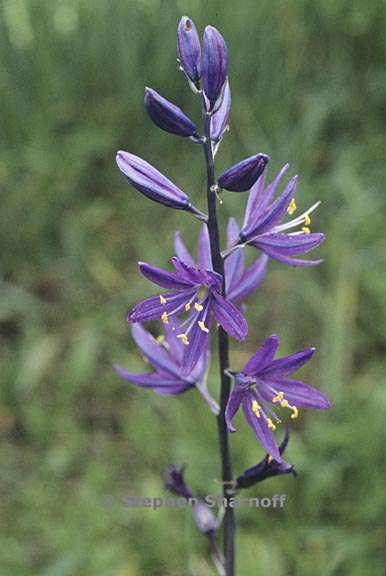 camassia leichtlinii ssp suksdorfii 1 graphic